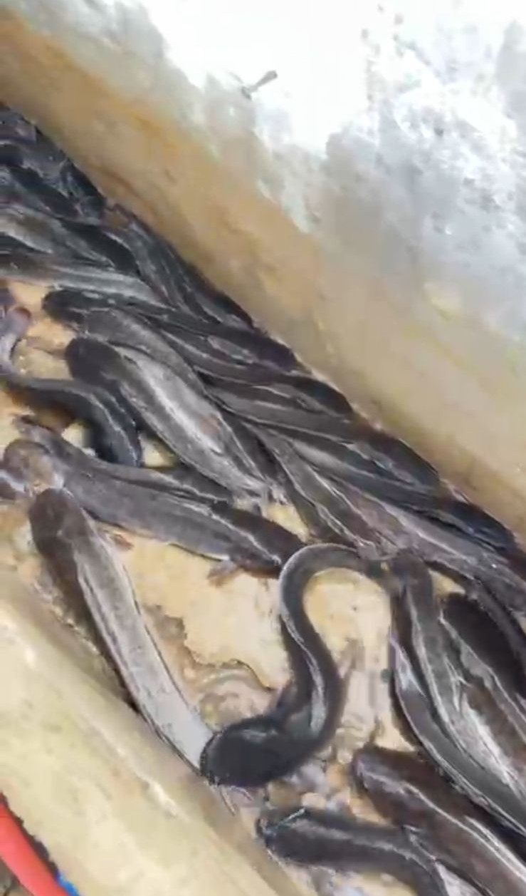 Lele jadi potensi unggulan, dibudidayakan mandiri maupun dalam kelompok warga. 