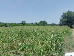 Pertanian jagung cukup berkembang di beberapa titik wilayah yang biasanya akan dijemur.